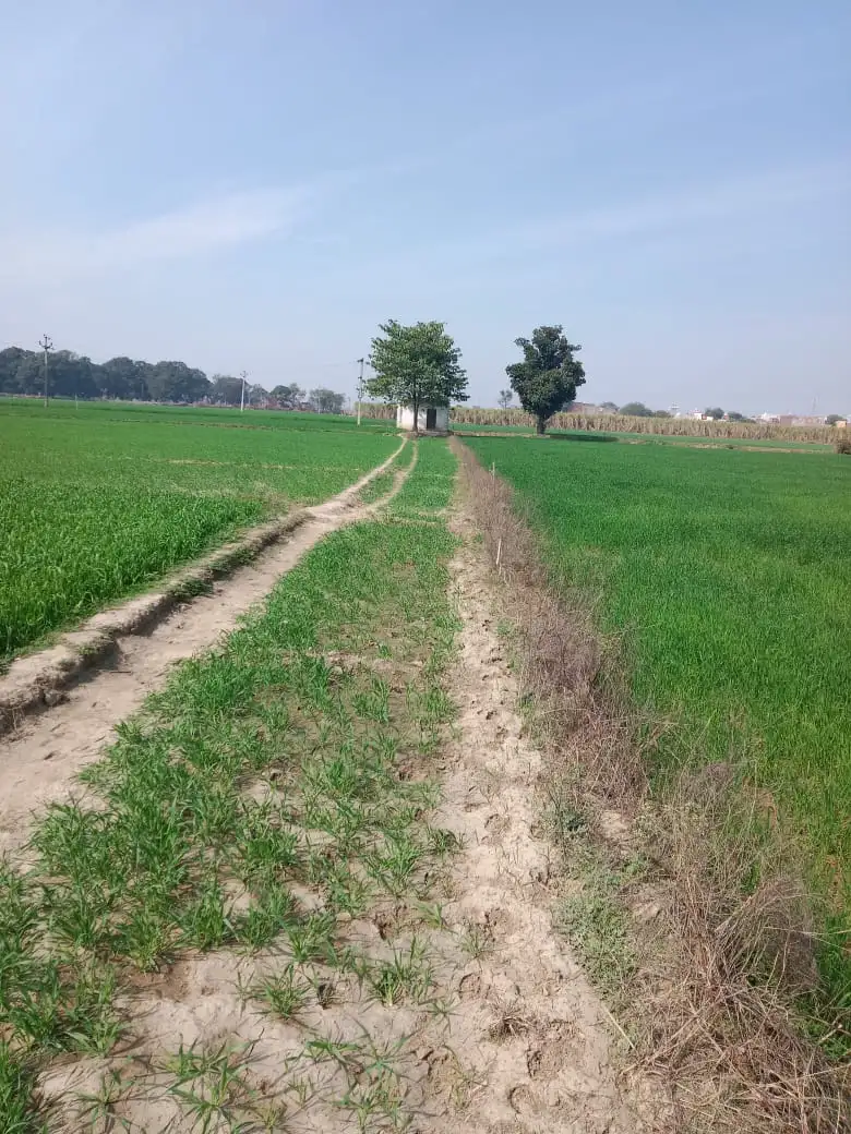 BUY AGRICULTURE LAND FOR MAXIMUM RETURNS IN BAGHPAT Interior View - Polyhouse<br>Agriculture in BAGHPAT