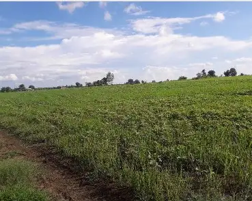 Buy 115 Bigha Agriculture Land on NH58 Near Daurala, Meerut  -  Highway Touch High Return Investment Deal Interior View - Polyhouse<br>Agriculture in NH 58, Daurala Meerut