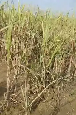 Prime 150 Bigha Farm Land Near Uttam Sugar Mill Najibabad | Mandaver Road, Bijnor Interior View - Polyhouse<br>Agriculture in Near Uttam Sugar Mill, Najibabad, Bijnor