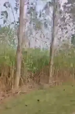 Prime Location Agriculture land in Bijnore ,800 bigha Interior View - Polyhouse<br>Agriculture in Chharchhi Mod, Bijnor