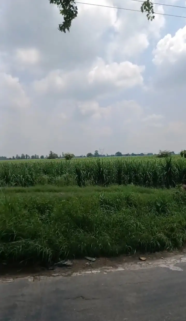 Agriculture land for sale in Baghpat Interior View - Polyhouse<br>Agriculture in Baghpat 